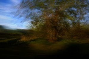 Enchanted nature - Palazzo Mora Enchanted Nature