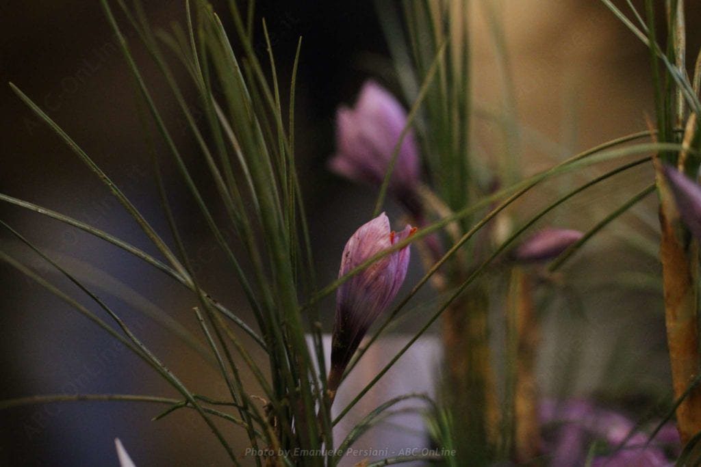 La raccolta dello zafferano - fiore
