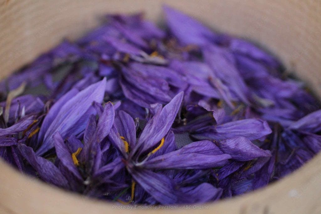 fiori di zafferano dopo la raccolta dello zafferano