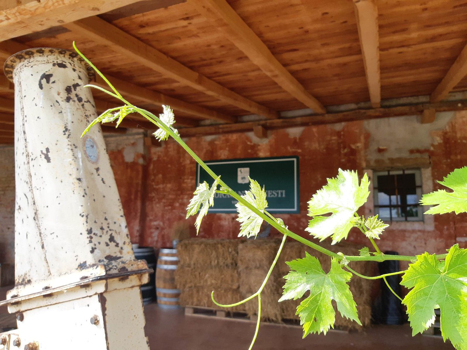 Autunno, a novembre non solo vino a Treviso e dintorni.