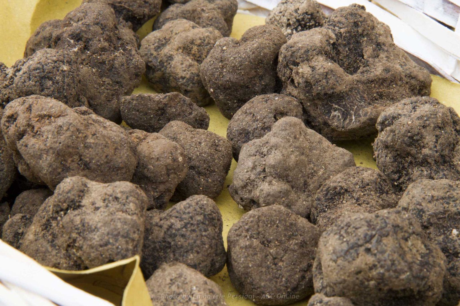 Alla scoperta del Tartufo Nero a Norcia da dicembre a fine febbraio