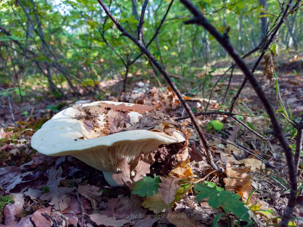 Escursioni foliage funghi a Cascia mostra mercato zafferano