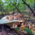 Escursioni foliage funghi a Cascia mostra mercato zafferano