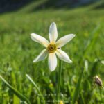 narciso del poeta fioriitura spontanea in montagna