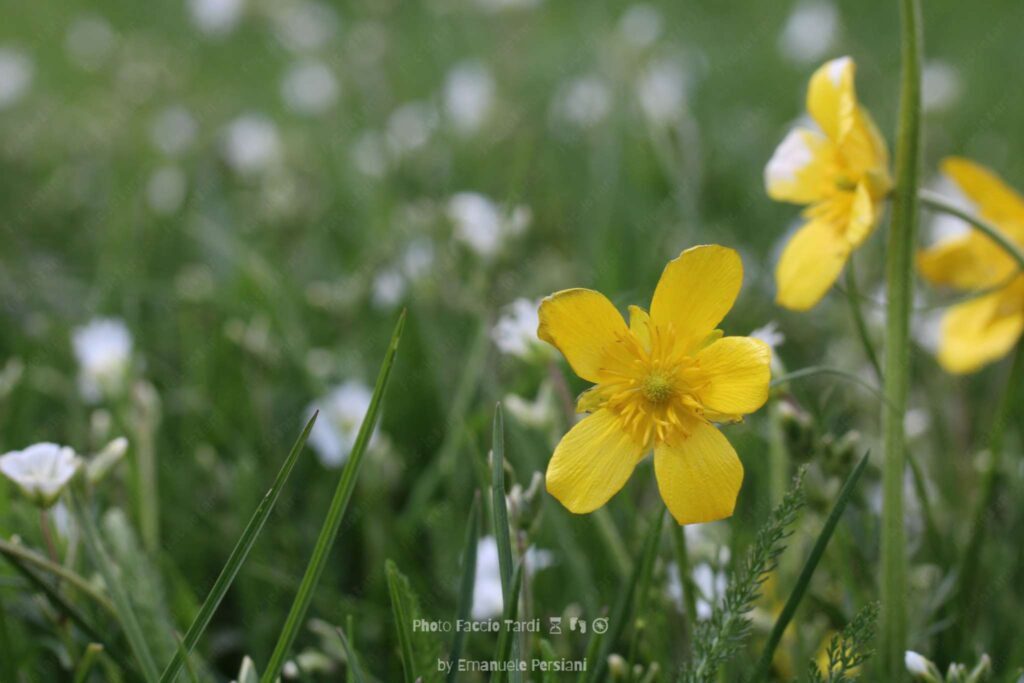 fioritura spontanea castelluccio ranuncolo ranunculus illyricus flammula acris
