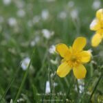 fioritura spontanea castelluccio ranuncolo ranunculus illyricus flammula acris