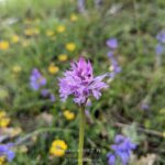 orchidee fioriitura spontanea in montagna