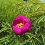 peonie fioriitura spontanea in montagna