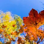 Foliage escursione in Valnerina colori foglie