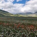 passeggiata semplice per la fioritura di Castelluccio adatta a famiglie